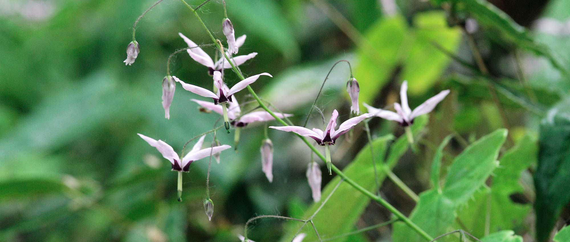 Epimedium, elfenbloem: planten, telen en onderhouden