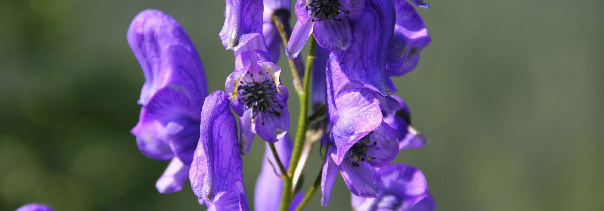 Monnikskap: planten, onderhouden en scheuren