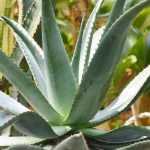 Agave planten, telen en verzorgen