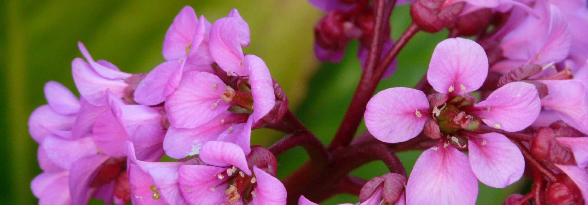 Schoenlappersplant: planten, kweken en onderhoud