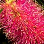 Callistemon, lampenpoetser: planten, snoeien en onderhouden