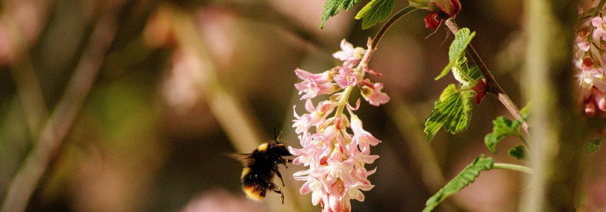 Rode ribes, Ribes: planten, snoeien en onderhoud