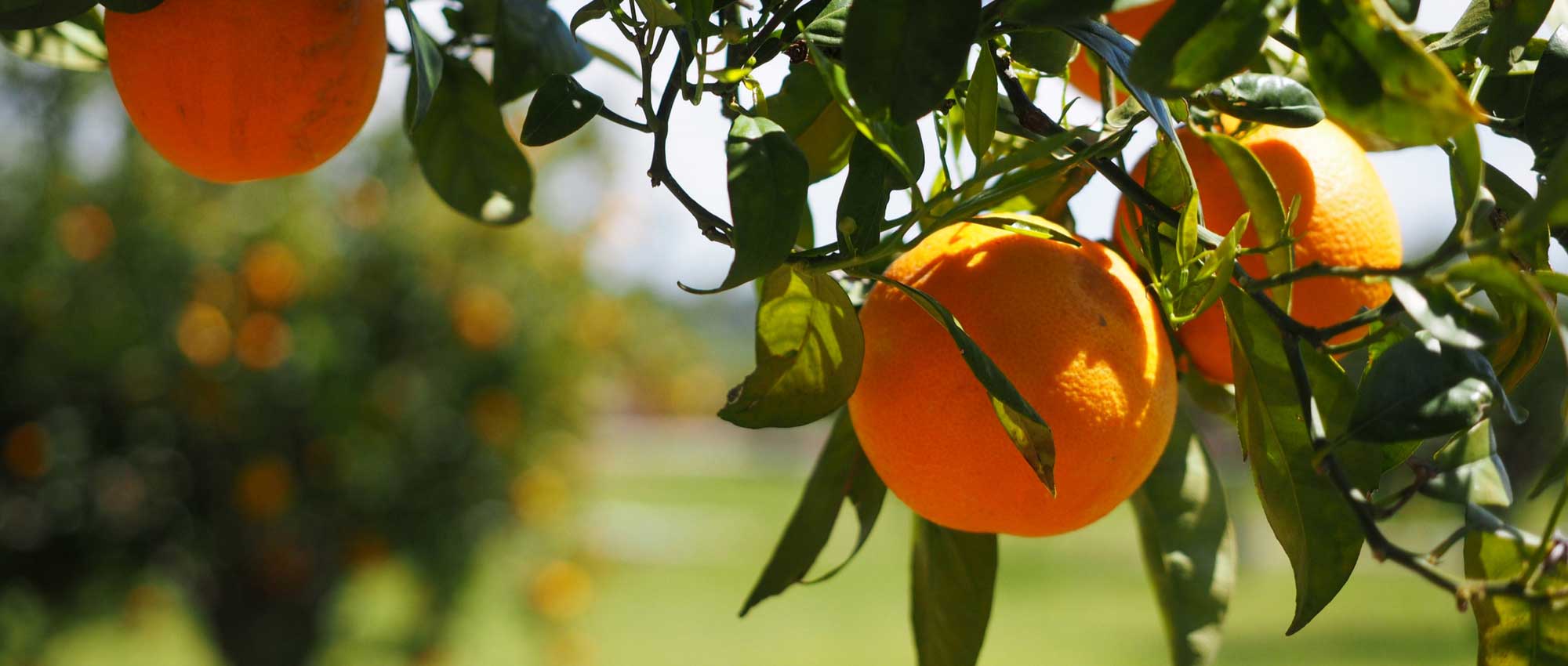 Citrusbomen planten en telen in pot of tuin