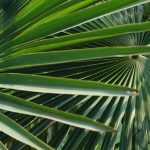 Palmen: planten, telen en onderhouden