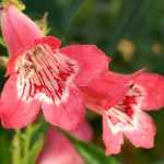 Penstemon: planten, snoei en onderhoud