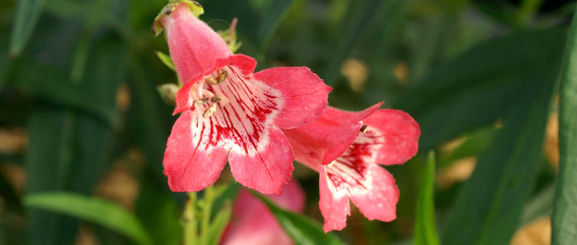 Penstemon: planten, snoei en onderhoud