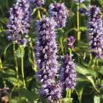 Agastache planten, telen en verzorgen