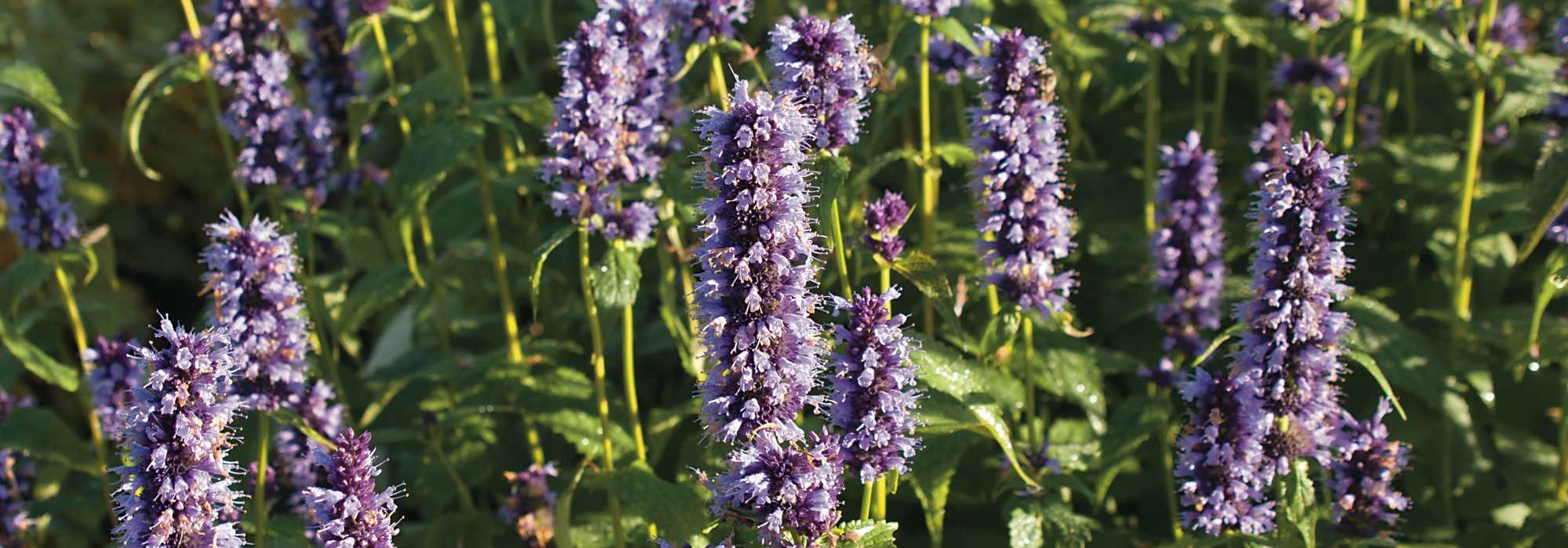 Agastache planten, telen en verzorgen