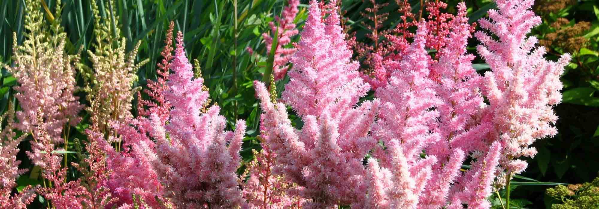Astilbe: planten, kweken en onderhoud