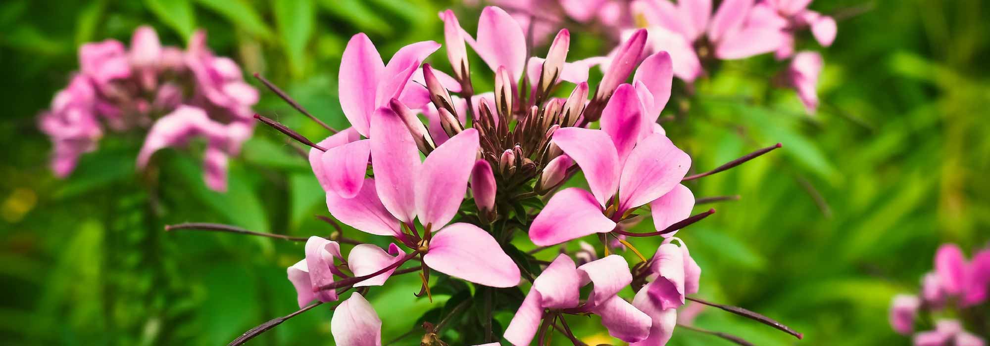 Kattensnor: zaaien, planten en kweken