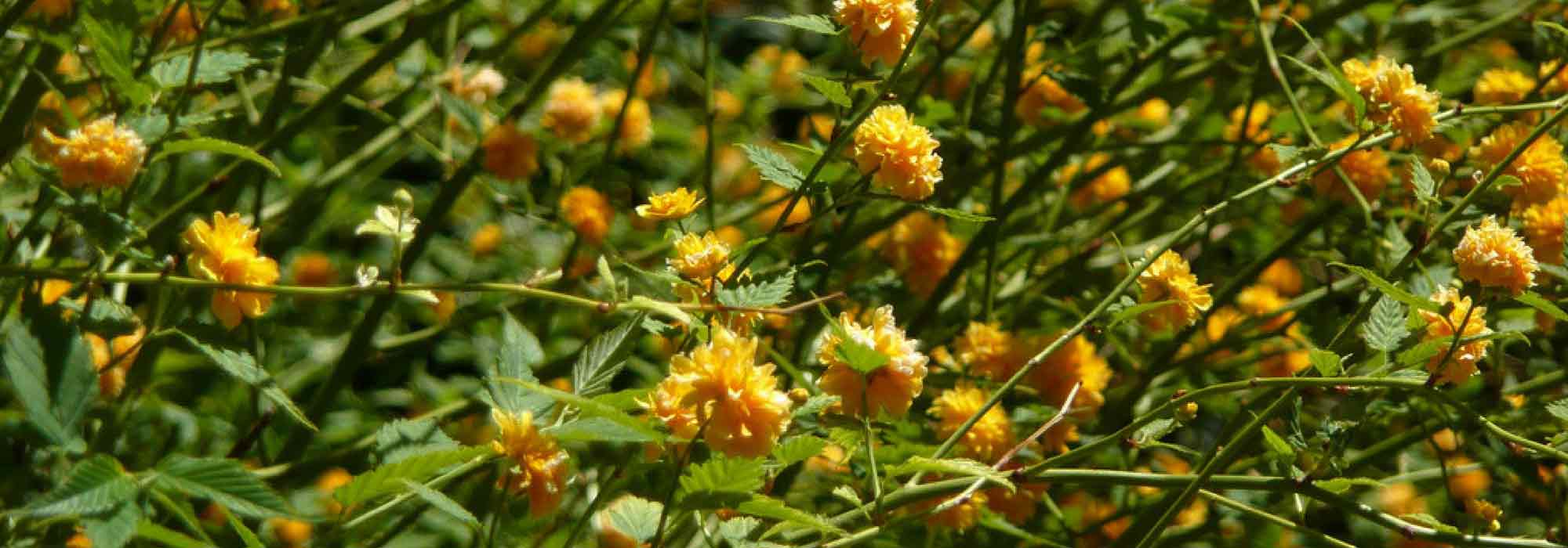 Ranonkelstruik, Kerria japonica: planten, snoeien en verzorgen