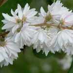 Bruidsbloem: planten, snoeien en onderhoud
