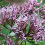 Eupatorium: planten, telen en onderhouden
