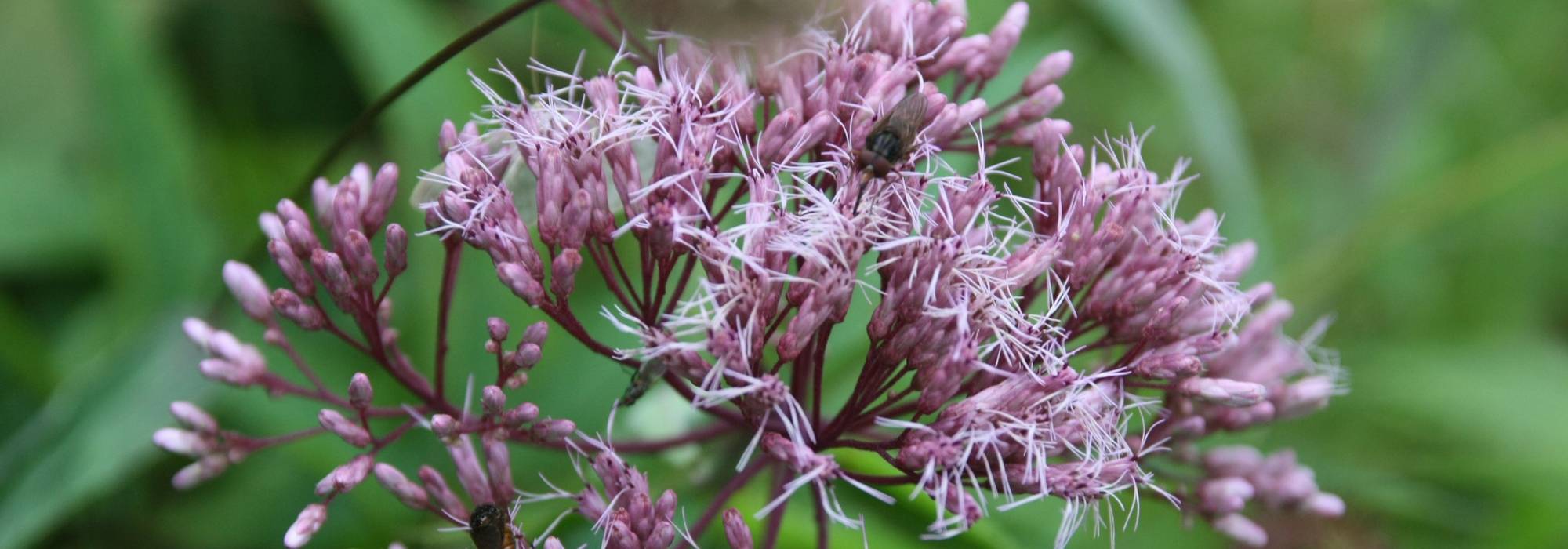 Eupatorium: planten, telen en onderhouden
