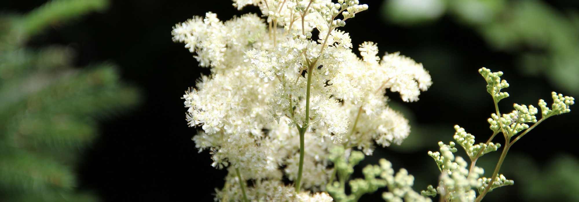 Moerasspirea planten en verzorgen