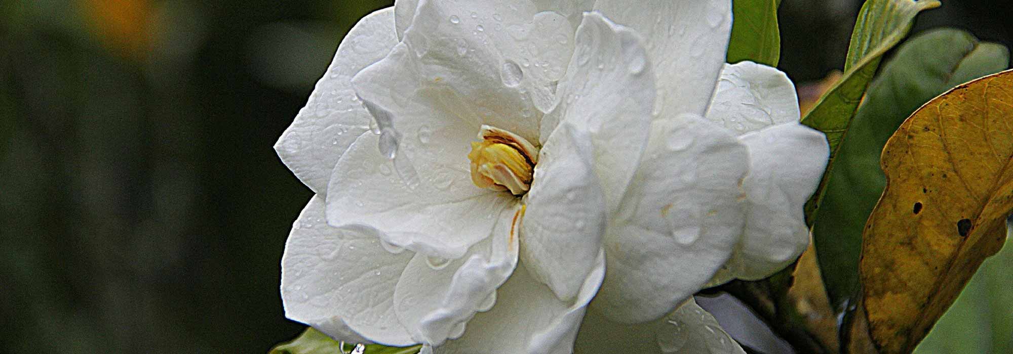 Gardeniaplant: planten, onderhoud, snoei, water geven