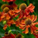 Helenium, zonnekruid: planten, kweken en onderhoud