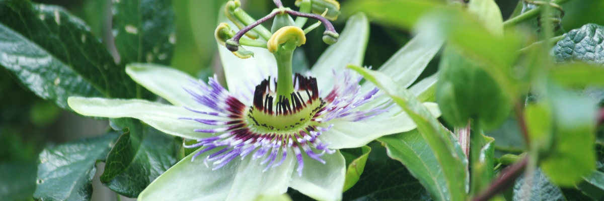 Passiebloem: planten, telen en snoeien
