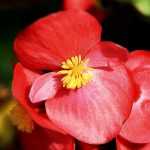 Perkbegonia's: planten, telen en onderhouden