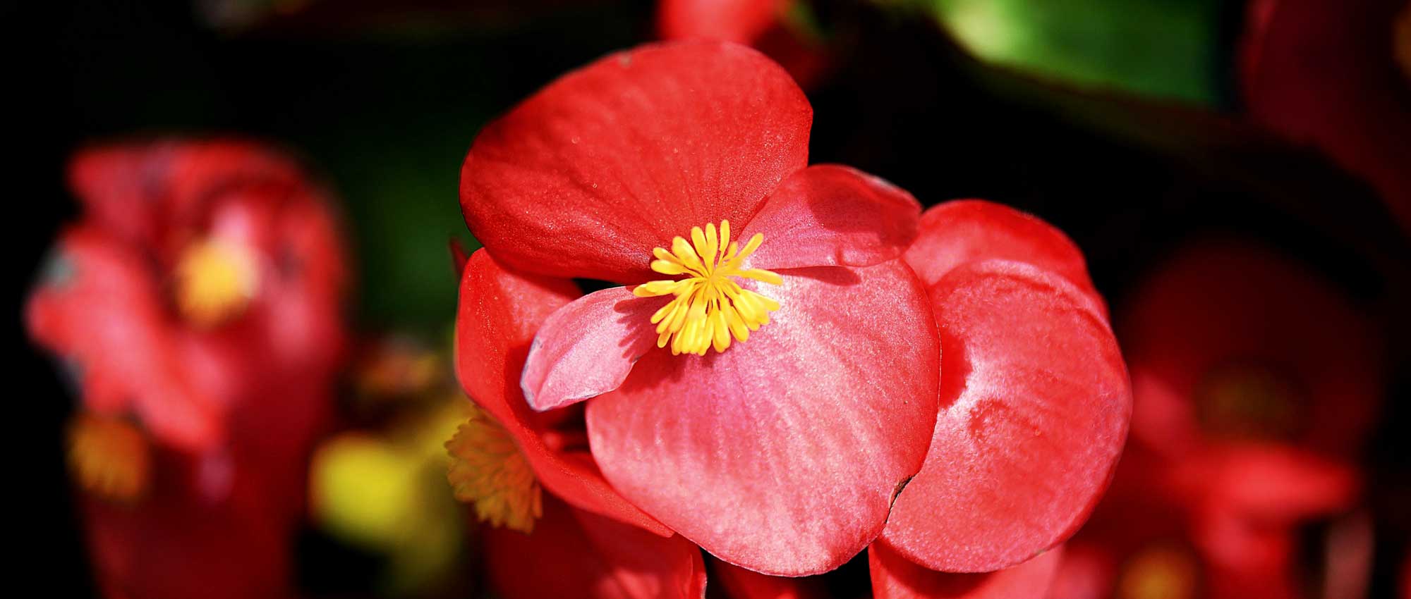 Perkbegonia's: planten, telen en onderhouden