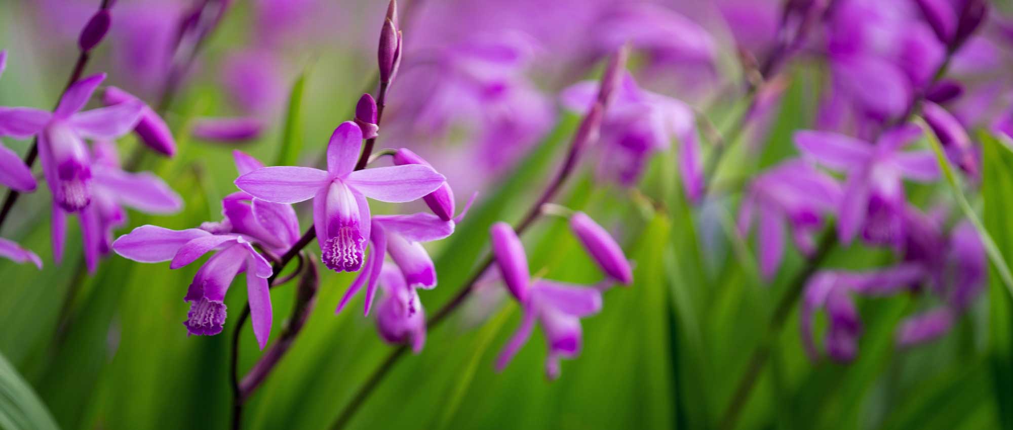 Bletilla, Japanse orchidee: planten, telen en onderhouden