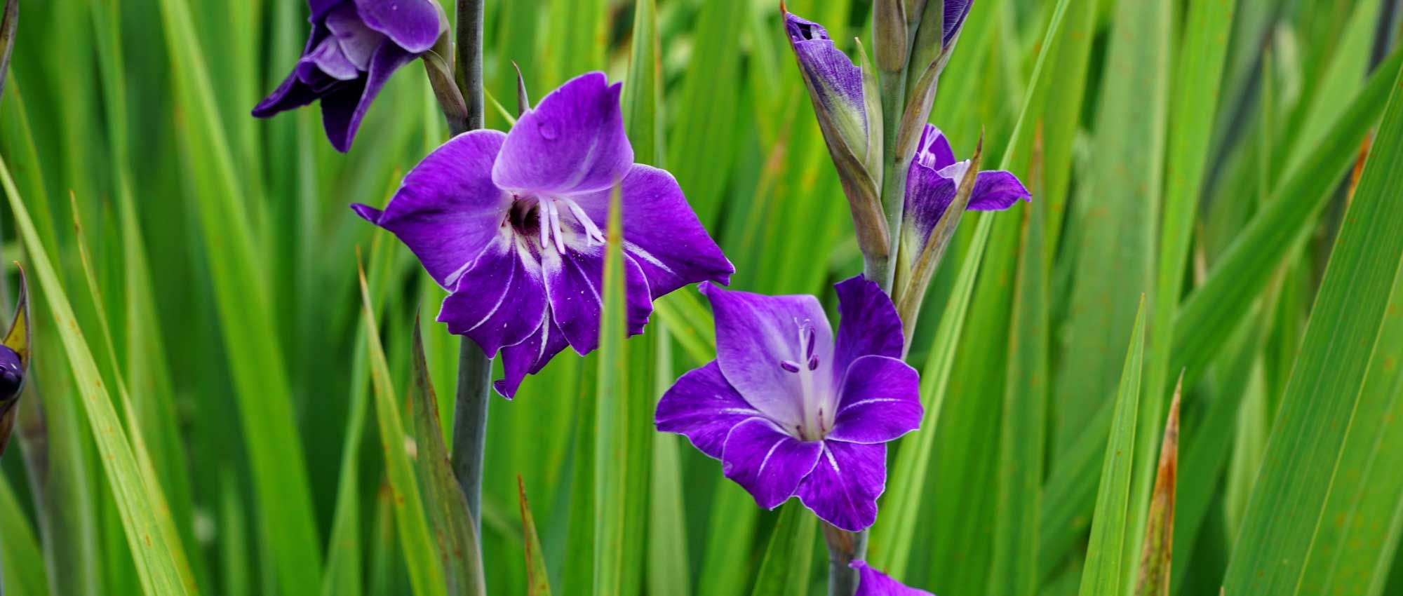 Gladiolen: planten, telen en onderhouden