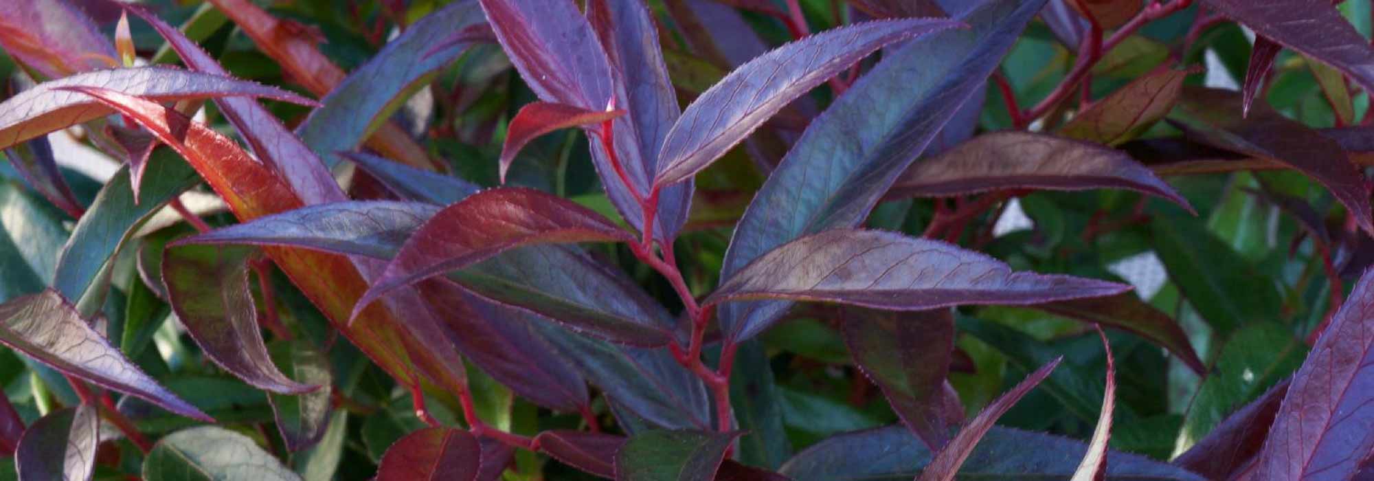 Leucothoe: planten, snoei en onderhoud