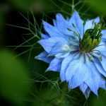 Nigelle de Damas: zaaien, teelt en onderhoud