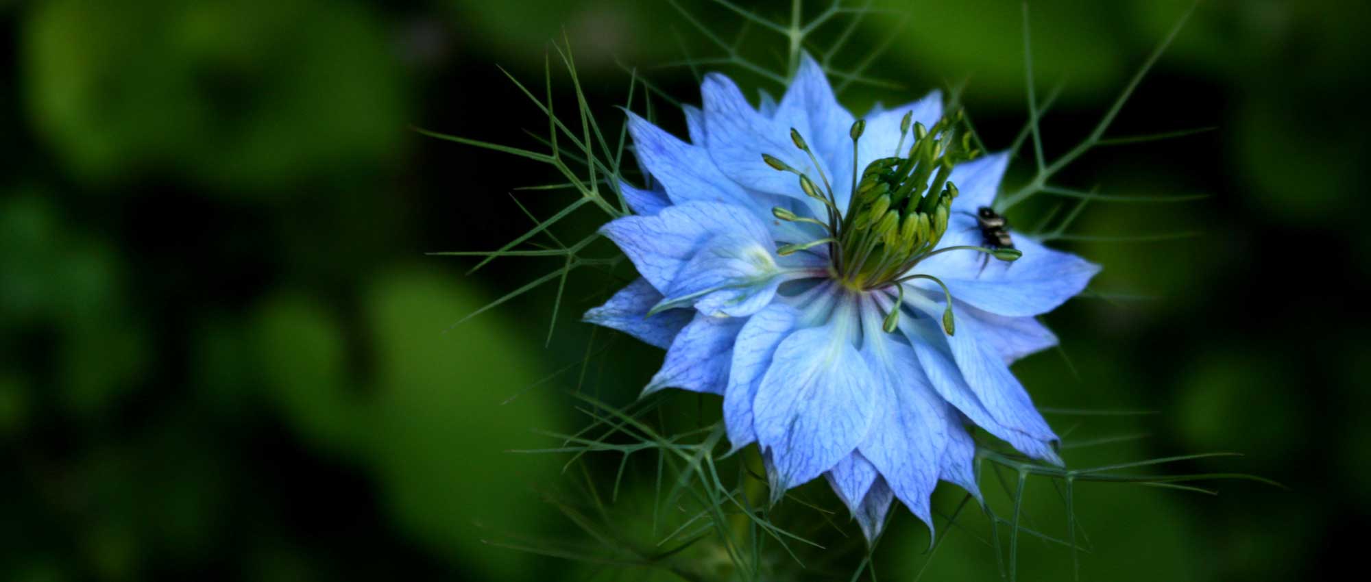 Nigelle de Damas: zaaien, teelt en onderhoud