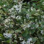 Schijnhulst, Osmanthus: planten, snoei en onderhoud