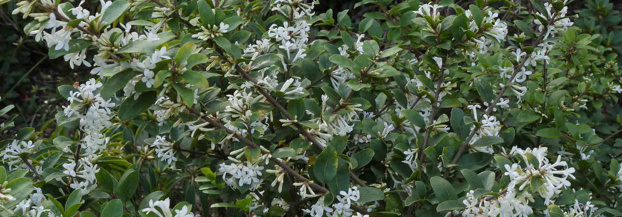 Schijnhulst, Osmanthus: planten, snoei en onderhoud