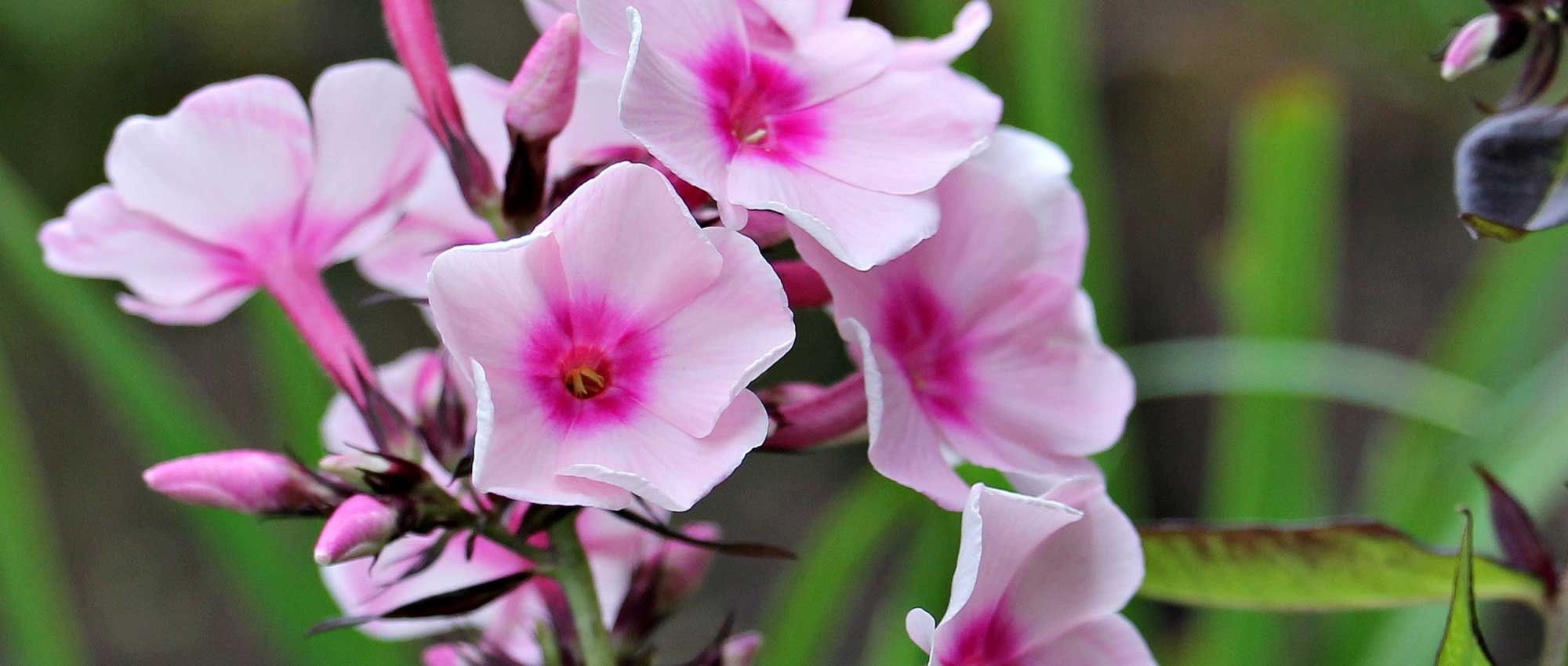 Phlox: planten, kweken en onderhoud