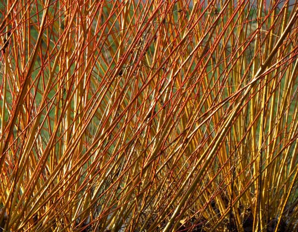 Vlechtwerk: de kunst van het vlechten met planten