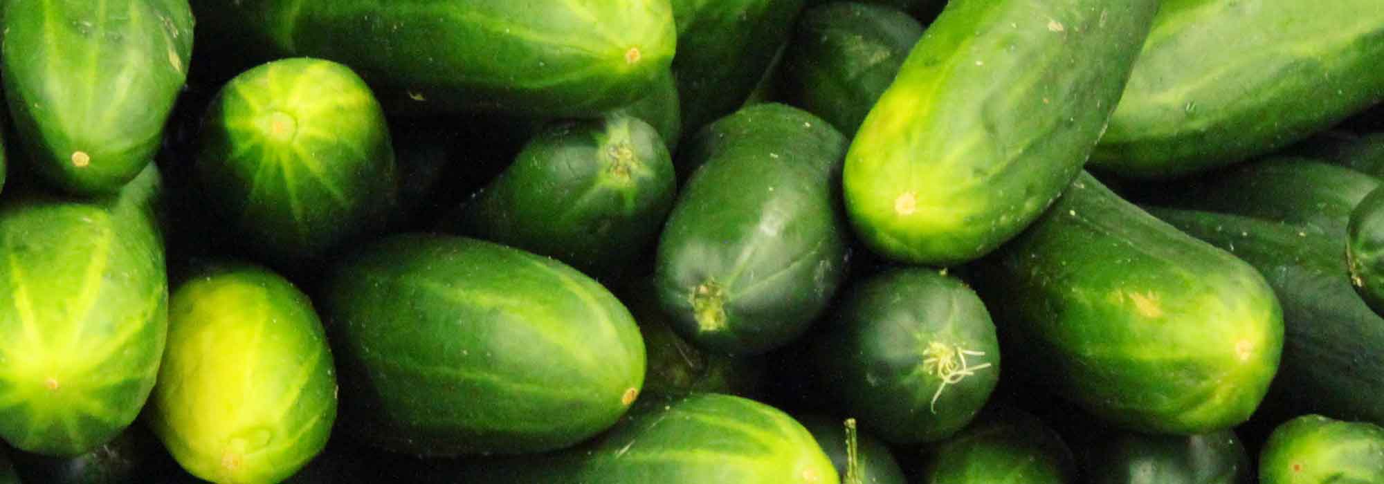Komkommer en augurk: zaaien, planten, telen en snoeien