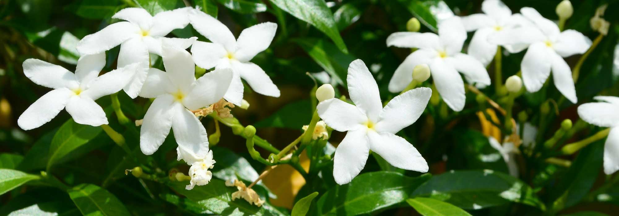 Jasmijn: planten, onderhoud en snoei