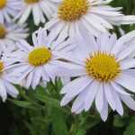 Kalimeris: planten, telen en onderhouden