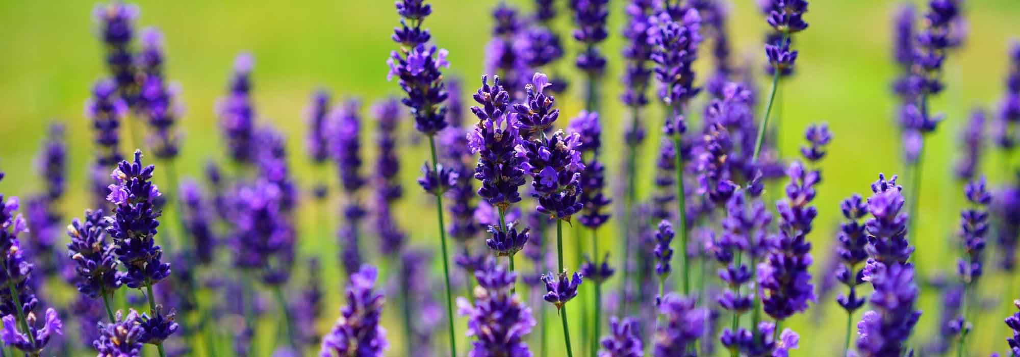 Lavendel: planten, telen, snoeien