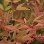 Hemelse bamboe, Nandina domestica: planten, snoei, onderhoud