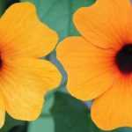 Suzanne-met-de-mooie-ogen zaaien, planten en verzorgen