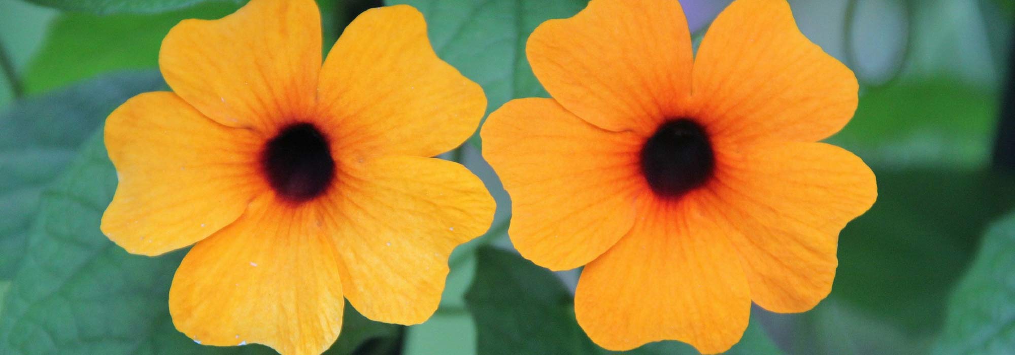 Suzanne-met-de-mooie-ogen zaaien, planten en verzorgen