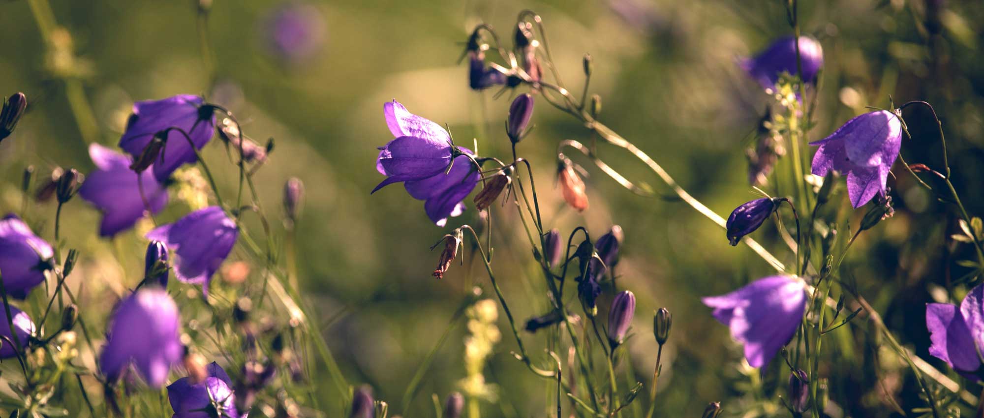 Klokjesbloemen: planten, kweken en onderhoud