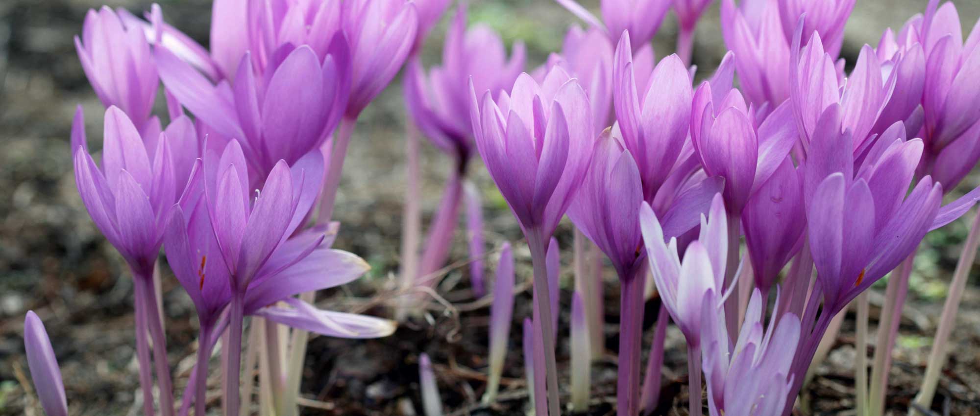 Herfsttijlozen: planten, telen en onderhouden