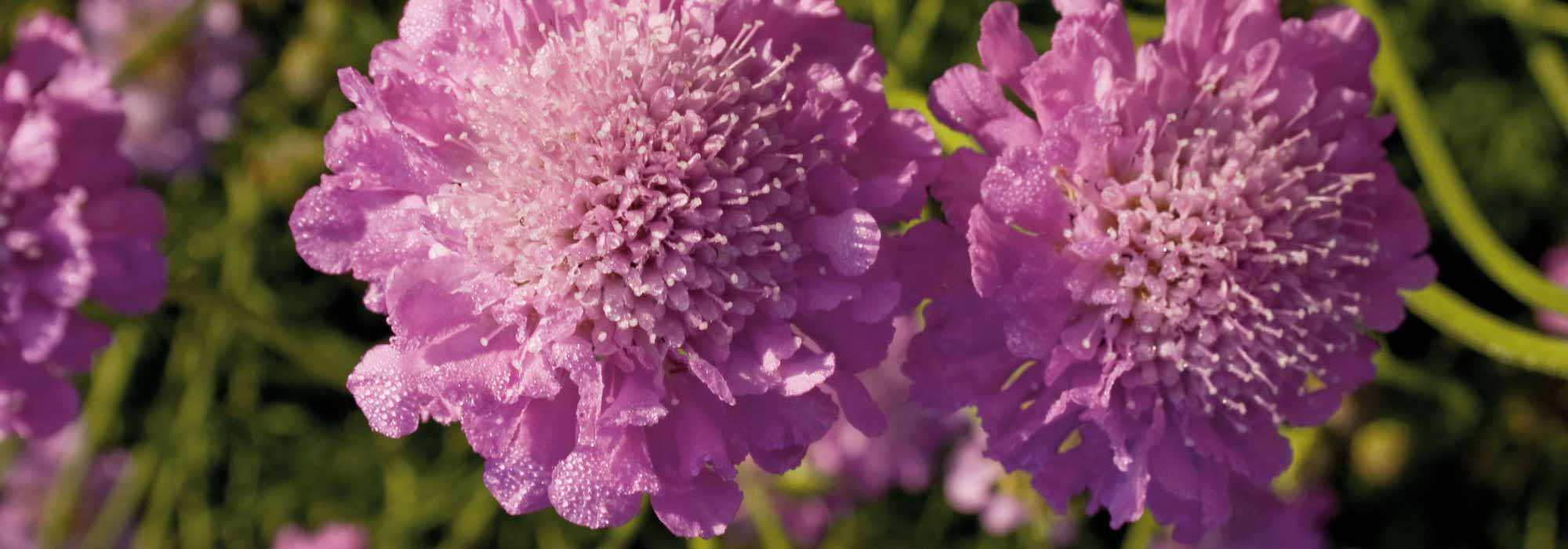 Duifkruid, Scabiosa: zaaien, planten en telen