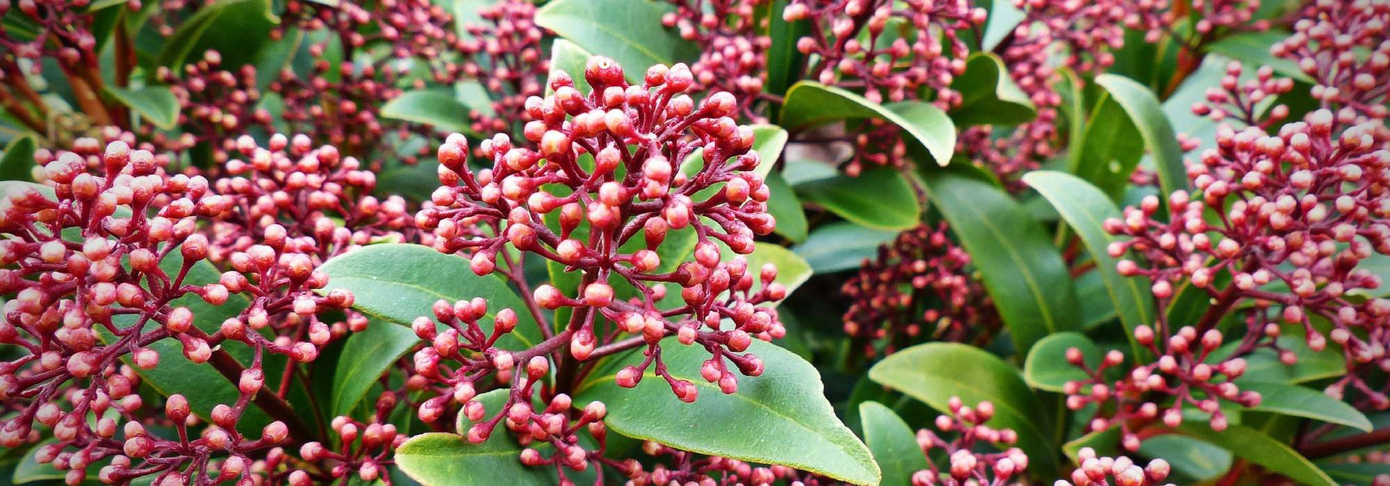 Skimmia planten, snoeien en onderhouden