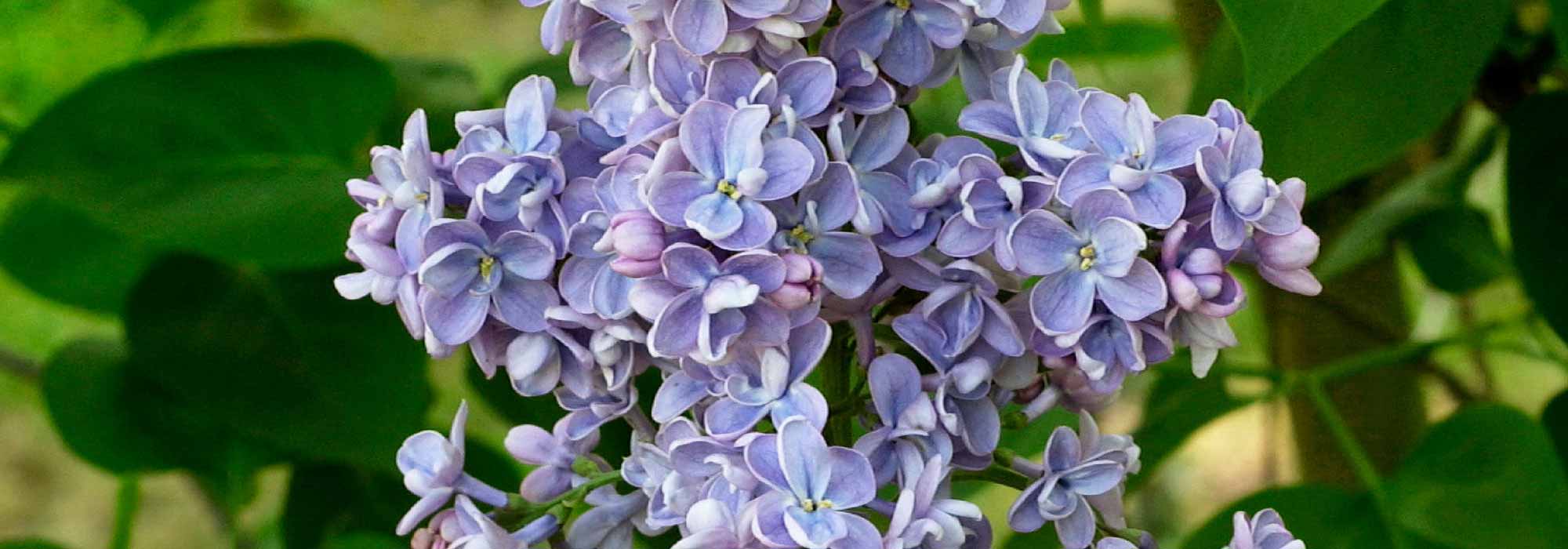Seringen, Syringa: planten, snoeien en verzorgen