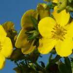Potentilla planten, onderhouden en snoeien