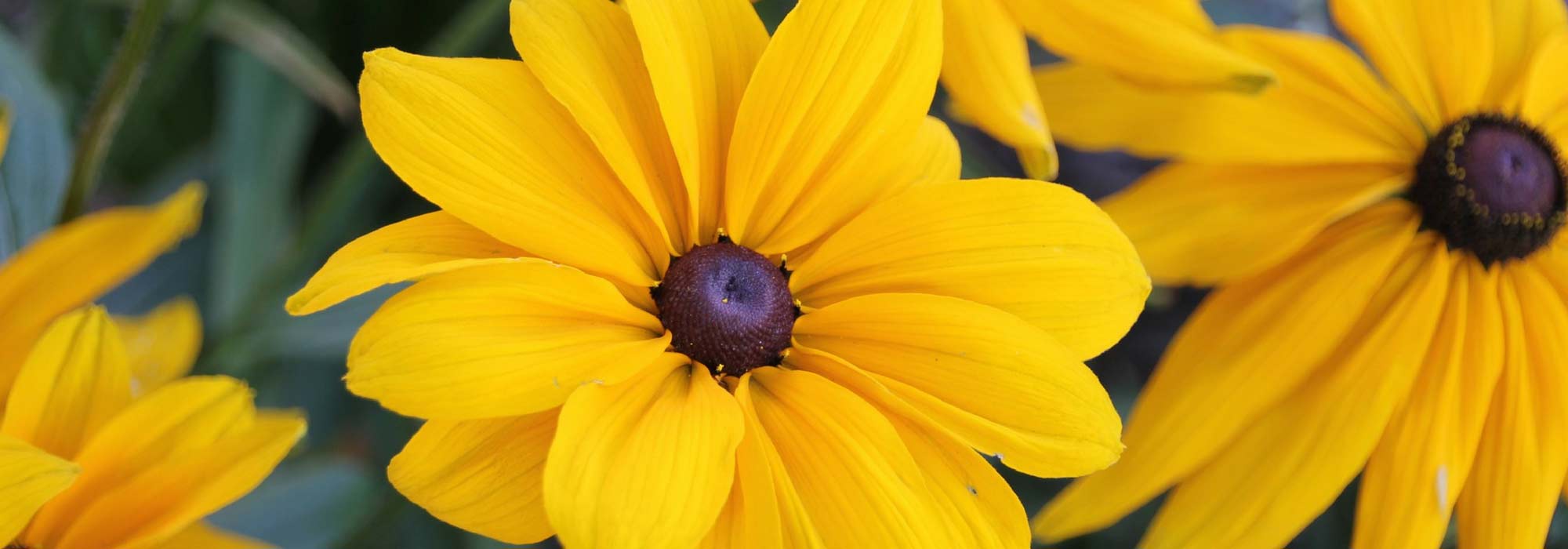 Eenjarige zonnehoed: zaaien, planten en onderhoud