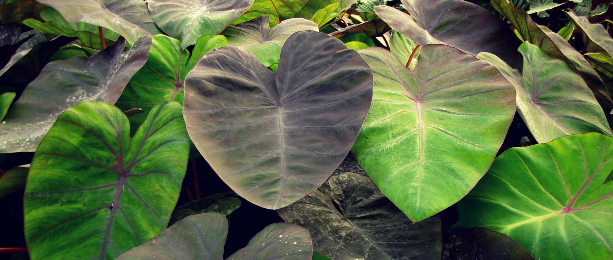 Colocasia: planten, telen en onderhouden