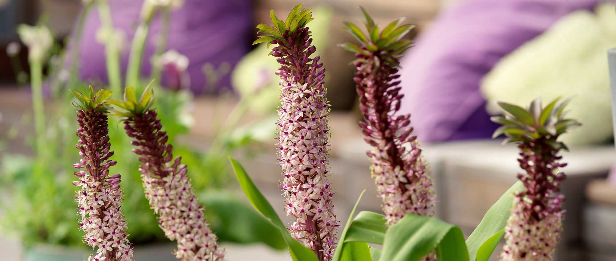 Eucomis of ananaslelie: planten, telen en onderhouden