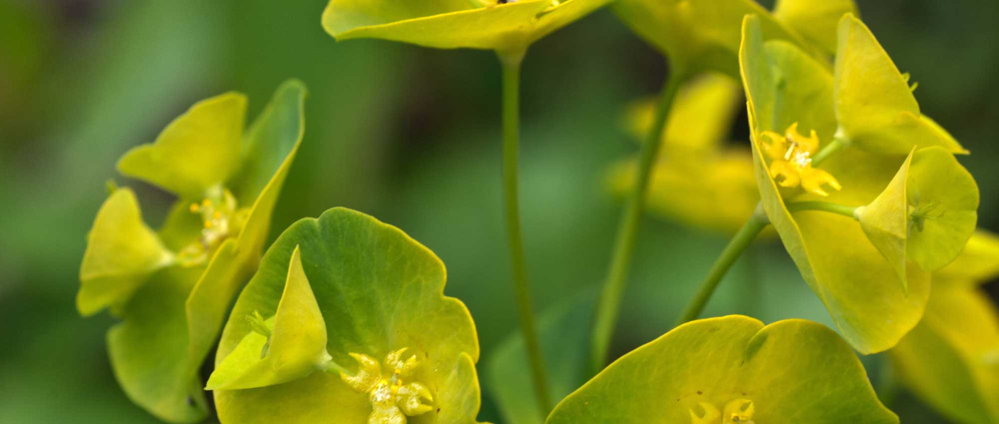 Wolfsmelk: planten, telen en onderhouden